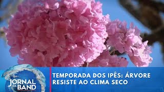 Florada dos Ypes enfeita Brasília