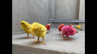 Cute Chickens Catching, Colorful Chickens, Rabbits, Cats, Swans,Ducks,urtle,Cute Animals | Ep  0001