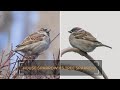 Bird Species Comparison: House Sparrow vs Tree Sparrow