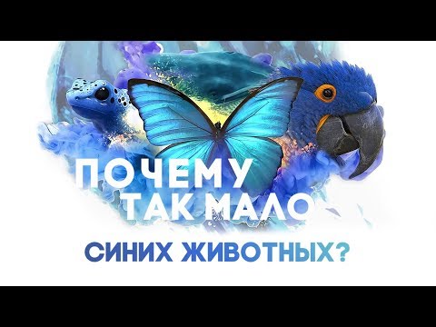 Почему так мало синих животных? [It's Okay To Be Smart]