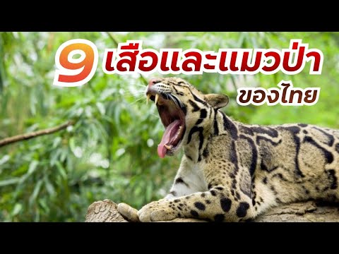 วีดีโอ: แมวป่าที่ใหญ่ที่สุดในโลก: คำอธิบาย ที่อยู่อาศัย ลักษณะ ขนาด ภาพถ่าย