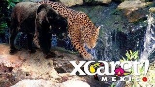 Мексиканский ЭкоПарк ШКАРЕТ - Xcaret park Mexico(Мексиканский ЭкоПарк ШКАРЕТ - Xcaret park Mexico Парк Шкарет ( Xcaret park ) является тем местом Мексики, где в определенн..., 2016-05-08T18:26:13.000Z)