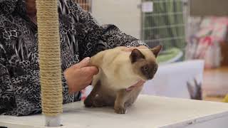 BCCNZ Cat Show 2021 - West Melton.  Glitterpaws Cocosplash Penelope by Burmese Cat Club of New Zealand 66 views 2 years ago 2 minutes, 28 seconds