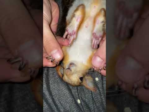 Когти и Лапки