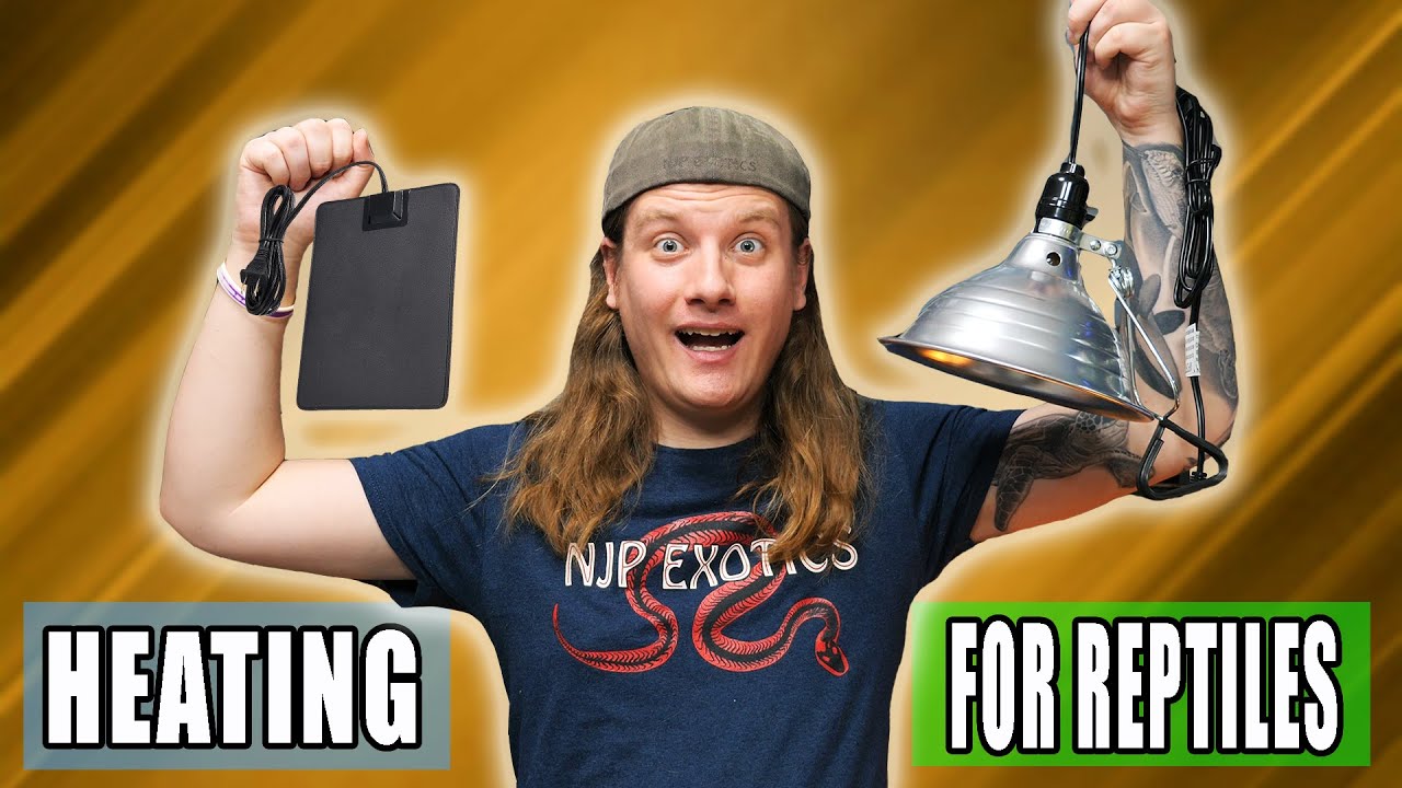 Heat Lamps vs Heat Pads! Which is Better? YouTube