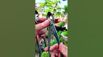 Kìm cạp tròn, cạp xéo làm bonsai (Link mua trong video) #bonsaishop
