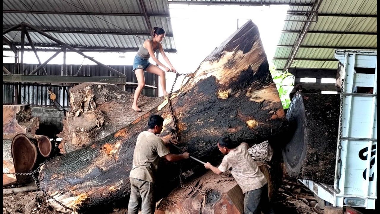 Strange $2 Million Worth of Rain Tree Wood Found in a Sawmill🌲