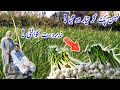 My vlog  today i went to the fields with my father  shahnawaz yasin