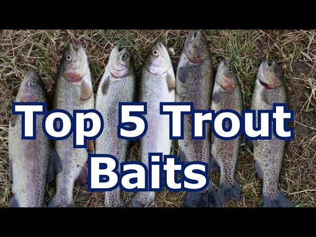 Best 5 Baits for Trout 
