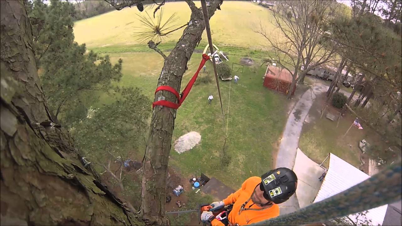 Removing a pine with a speedline - YouTube