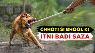 One preventable mistake overnight turned this dog aggressive by Peepal Farm 392,484 views 8 months ago 3 minutes, 29 seconds