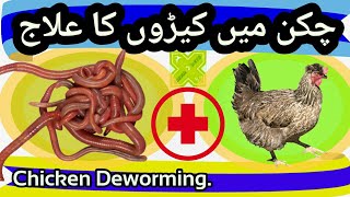 Cure of Worms in Chickens. Treatment of Intestinal Worms. Murgi Kiron Ka Ilaj. Deworming of Chicken