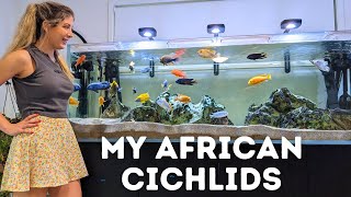 Keeping my African Cichlid Aquariums  There's ONE Problem!