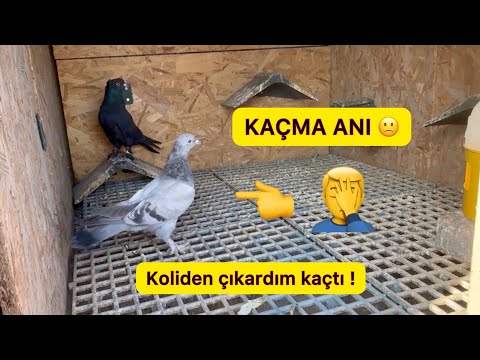 YENİ KUŞ VİDEODA KAÇTI 🤦‍♂️ Taklacı Güvercin Oyunkuşu