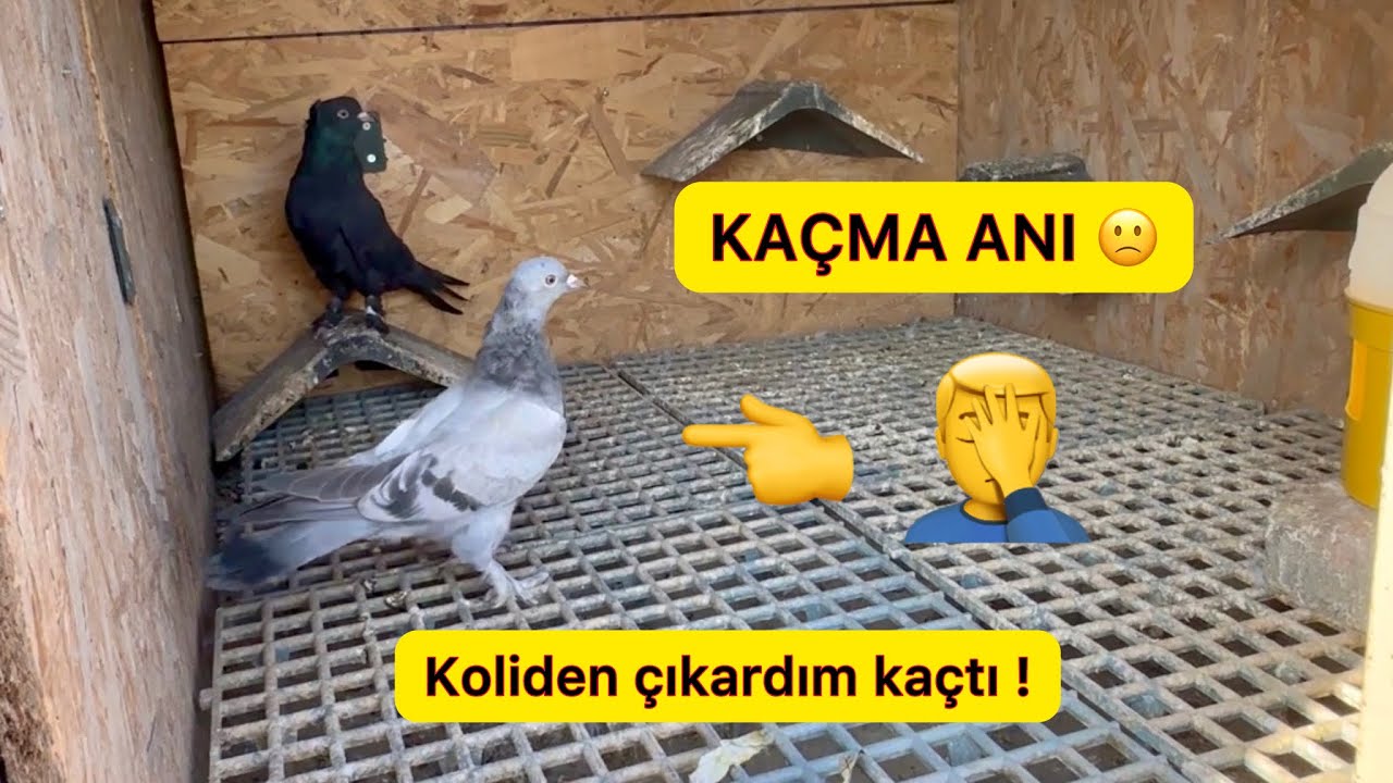 YENİ KUŞ VİDEODA KAÇTI 🤦‍♂️ Taklacı Güvercin Oyunkuşu