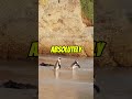 This Penguin Is Way More Dangerous Than It Looks