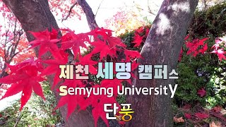 #Semyung University #단풍 #Tomas Bergersen #Empire of Angels