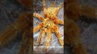 Tarantula