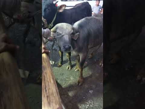 تنزيل عجلين جزاره الامبرطور 2025