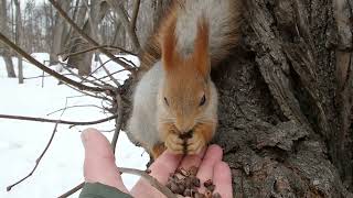 Простая русская белка / Simple Russian squirrel