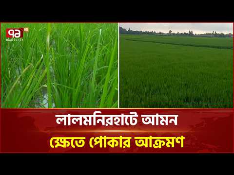 ভেজাল কীটনাশকে মিলছে না সমাধান, ঝুঁকিতে আমন উৎপাদন | Lalmonirhat | Farmers | Ekattor TV