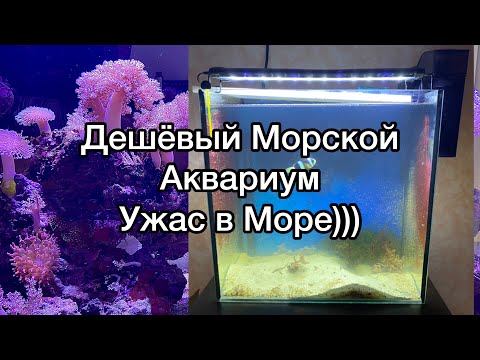 Морской Аквариум | Дешевый Морской Аквариум | рыбка клоун | простой аквариум своими руками