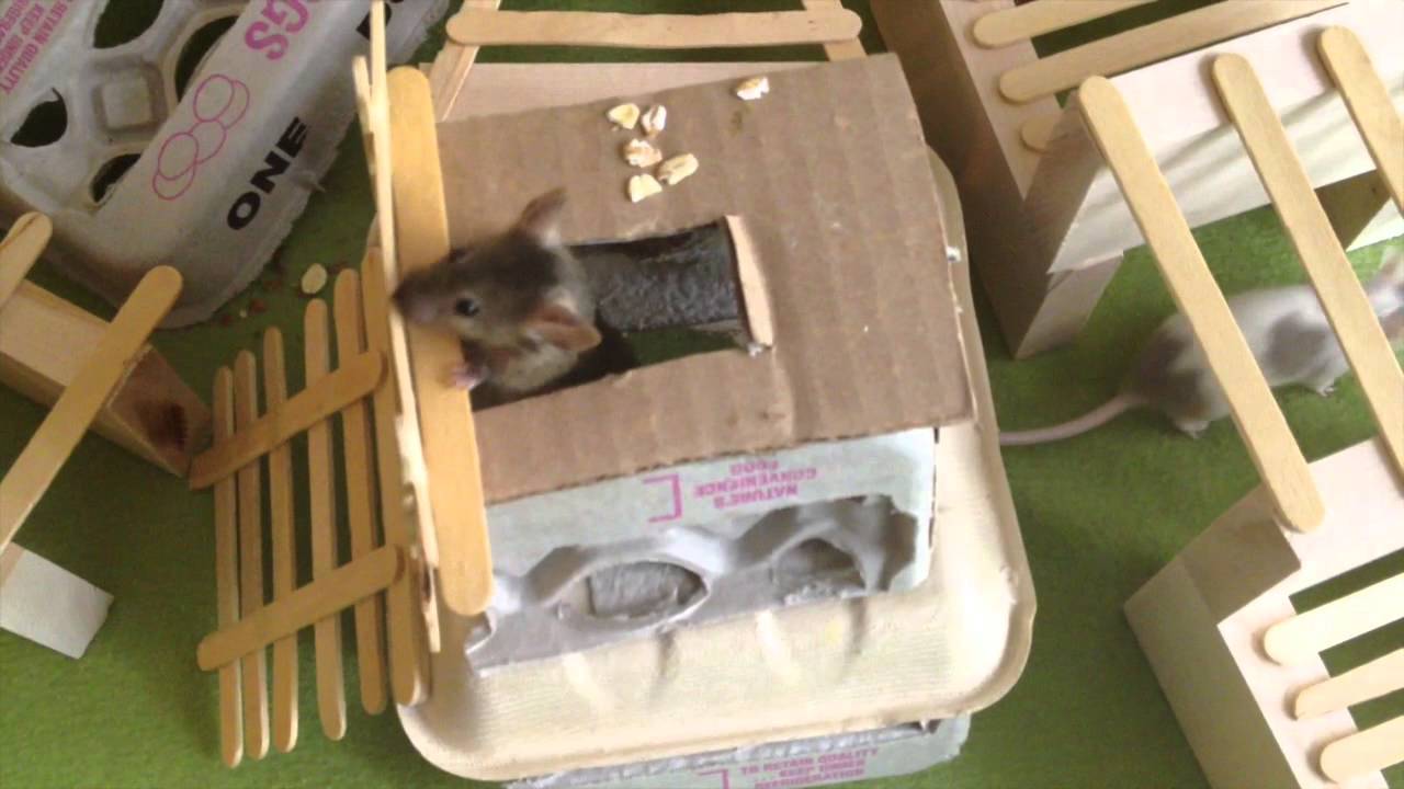 mice toys