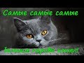 САМЫЕ БОЛЬШИЕ ПОРОДЫ КОШЕК  THE LARGE CAT BREEDS