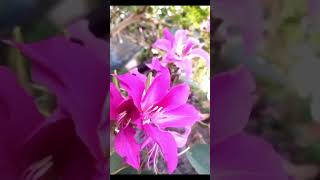 You fall in love with flowers 🌸 #flowers #shortsvideo #trending #click