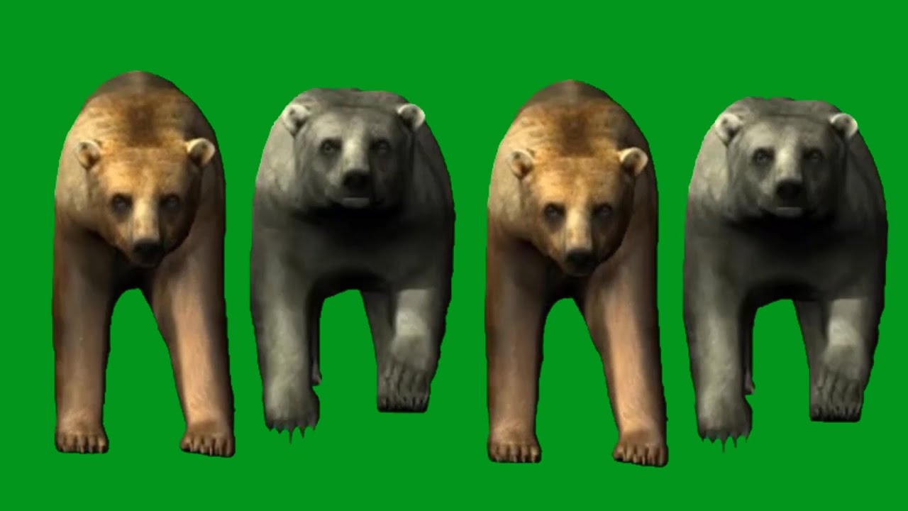 Bears Spring Running HD Green Screen Blue Screen Black Screen Video