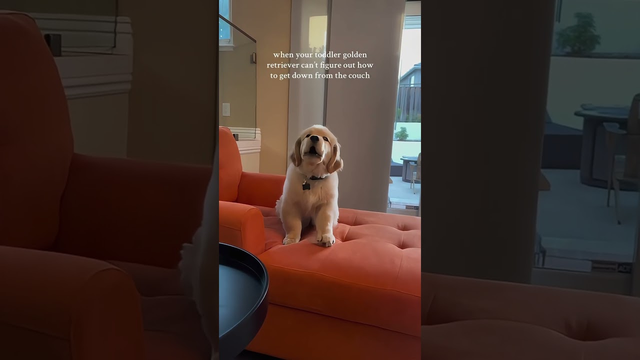 You’ve NEVER Seen a Golden Retriever This Moody!😲 