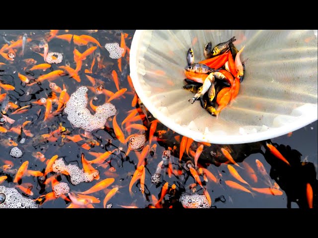 Caring For 1000s Of Japanese Koi Fry From Cuttlebrook Koi Farm - Week 5 Update class=