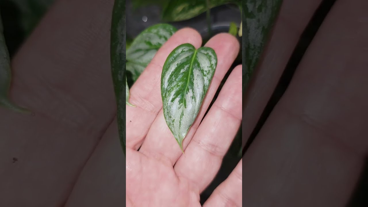 Let's check the plants that I am propagating (part 2)#plants #alocasia #philodendron