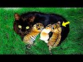 Cat adopts orphaned tiger cubs 3 years later she reunites with them  the unthinkable happens