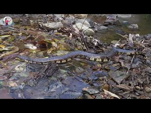 Brave Girl Catches And Cooks Water Snake And Eating For Her Survival Food In Forest LisaCooking2