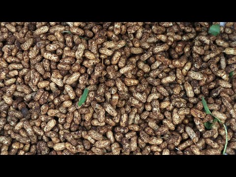Planting Groundnut In