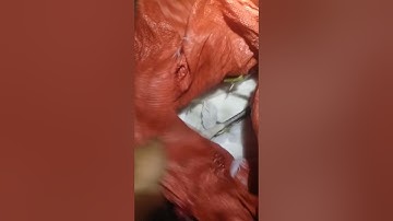 Tiếng cò trắng cạnh tranh Kinh tế 💯bắt mạnh cò trắng mỏ đen mỏ vàng bắt cả cò ngàng lớn cuối vụ 2023