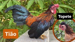 Mini garnizé com características de topete | Chácara dos garnizés 