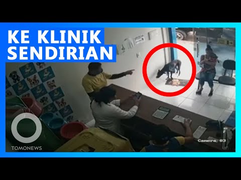 Video: Anjing Macron Membuat Pesan Tahun Baru - Dan Mendesak Untuk Mengambil Hewan Dari Tempat Penampungan