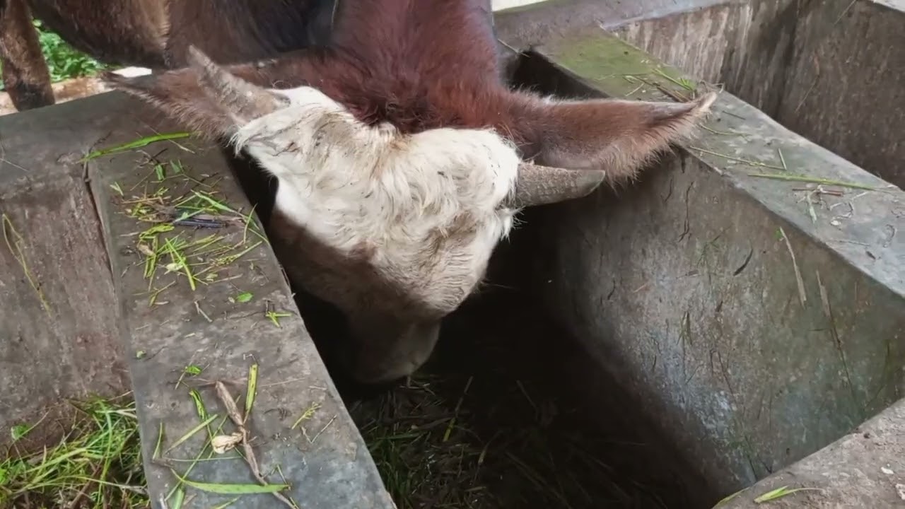 Peternakan ku, beternak apa saja yang penting hasilnya baik#sapi@channelbarokahfarm