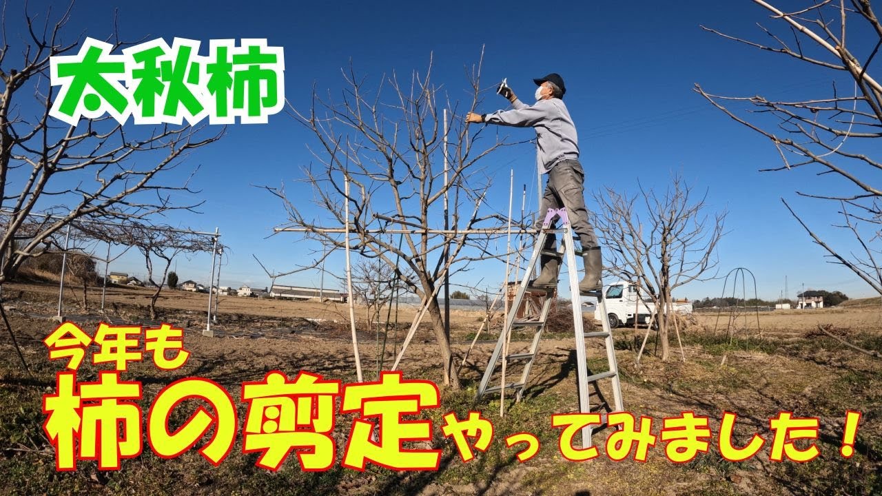 柿の剪定やってみました。