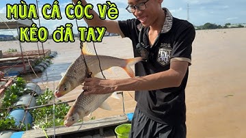 NTD Câu cá sông Tiền - Vô mùa nước đổ cá cóc ăn liên tục - fishing on the Tien River