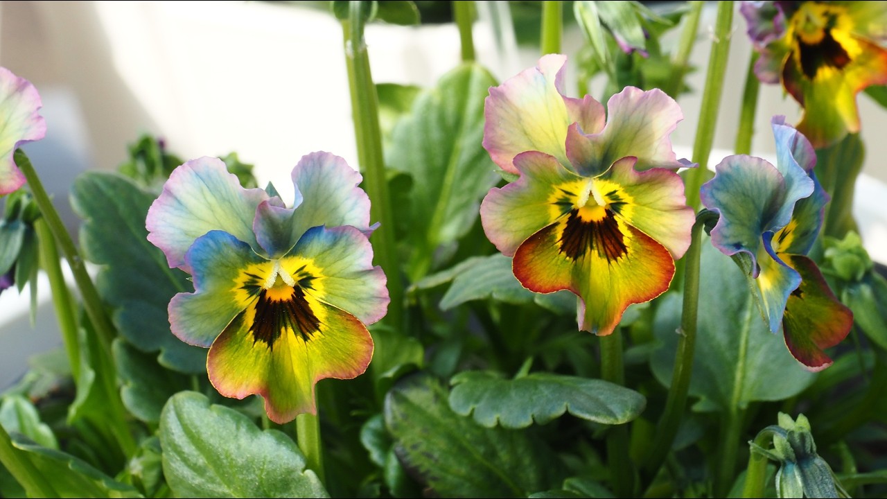 パンジー・ビオラ展より（２ の 1 ）～2026～♪