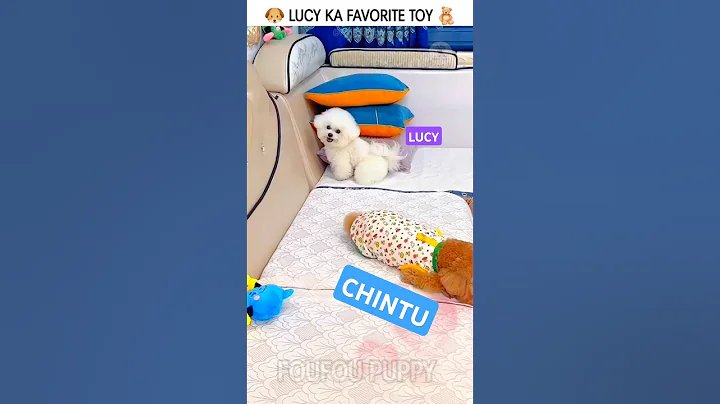 लूसी का खिलौना 🧸 Cutest White Fluffy Paw Puppy 🐶 #whitepuppy #cutedogs