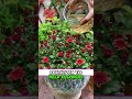 stop buying fertilizer, use this 5 types of magical water #tips