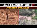 Cheetah KP-3 on the move: From Kuno to Rajasthan’s Shergarh sanctuary