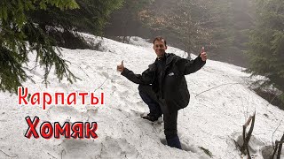 Карпаты 2021 |2| гора ХОМЯК (Хом'як) | Подъём с Татарова и отдых в Карпатах | 4k