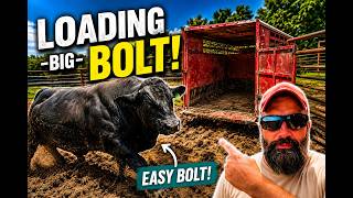 You Won't Believe What Our Angus Bull Did!