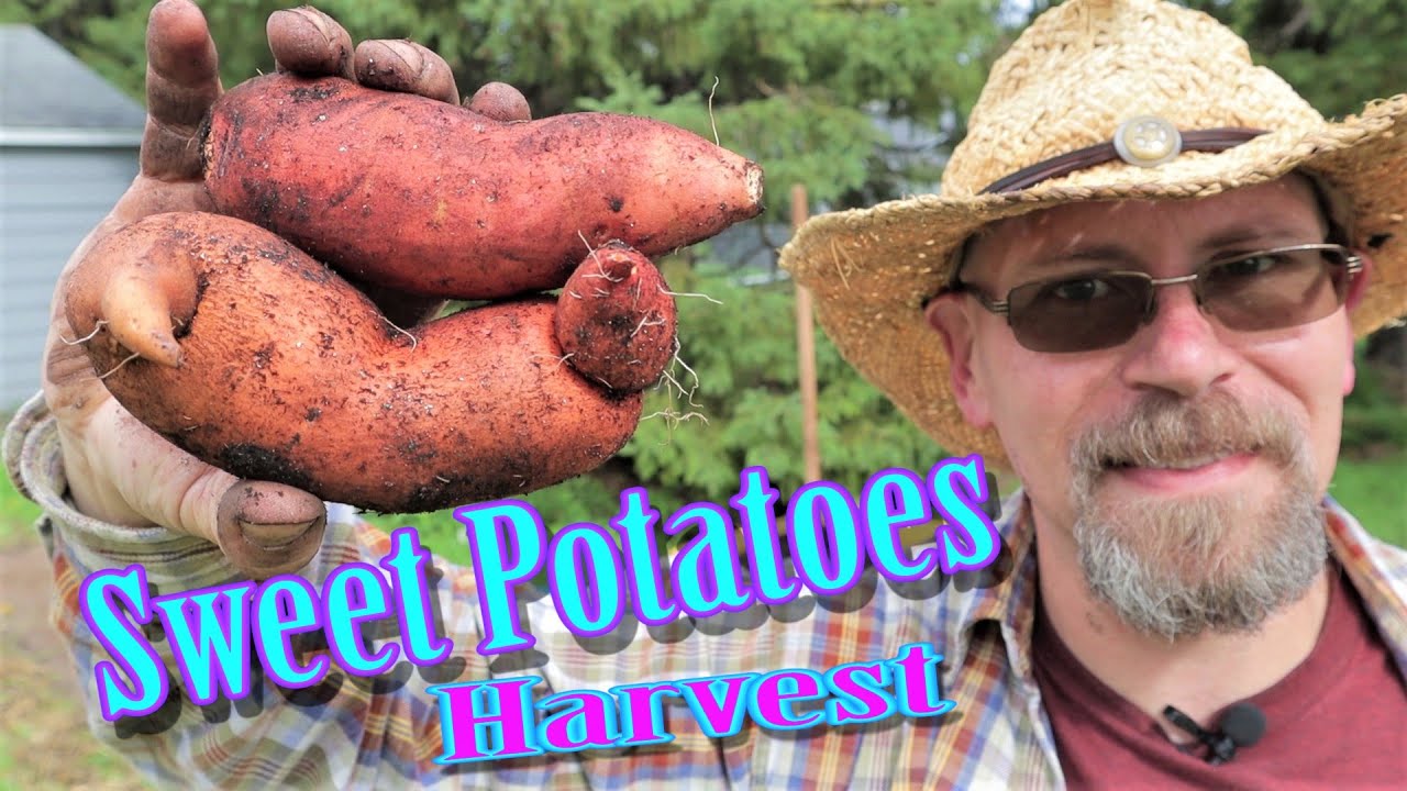 Grow Sweet Potatoes in Wisconsin Harvest Results! YouTube