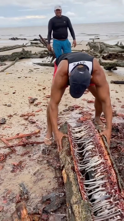 The Surprising Edible Shipworm